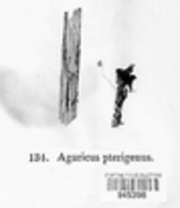 Mycena pterigena image